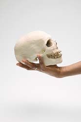 calavera.jpg calavera.jpg